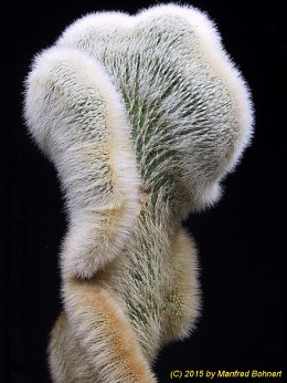 Cleistocactus strausii Cristata 962